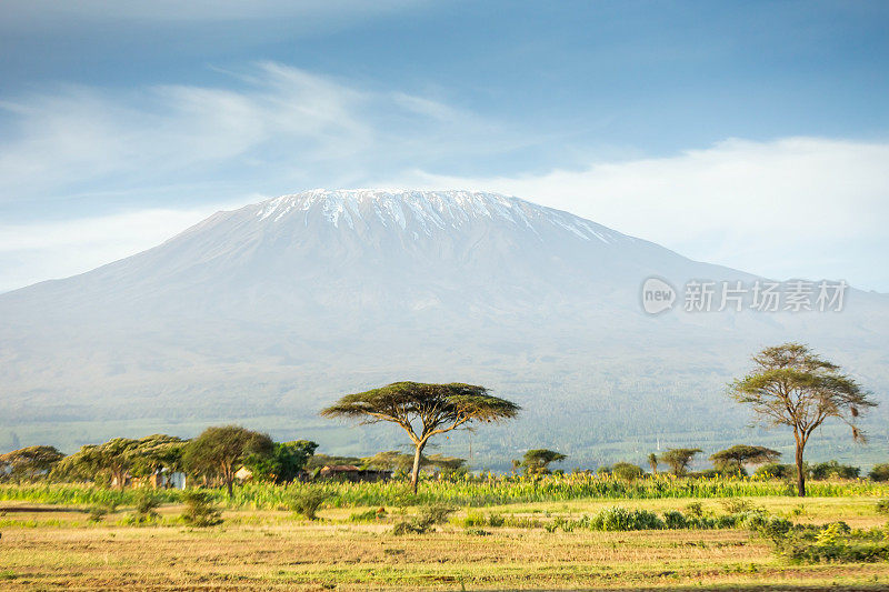 乞力马扎罗山和Acacia -早上